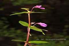 Impatiens bhimgadensis